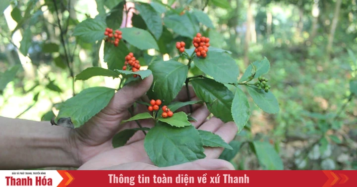 Cây sói rừng ở Pù Luông