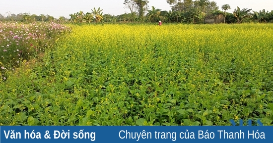 Khám phá những cánh đồng hoa tuyệt đẹp ở TP Thanh Hóa