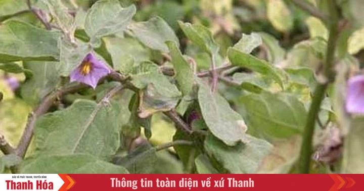 Ký ức tím hoa cà