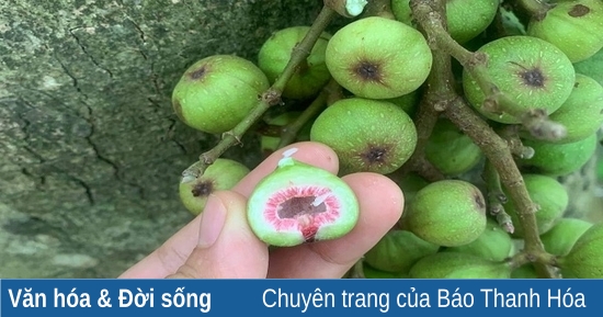 Món ngon từ... sung