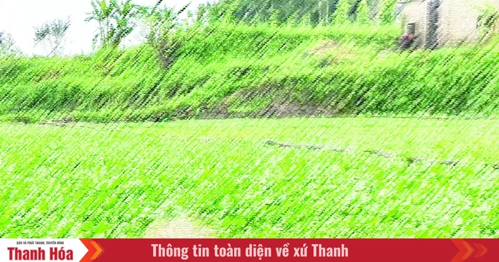 Thương nhớ rau lang